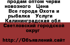 продам оптом черви новозного › Цена ­ 600 - Все города Охота и рыбалка » Услуги   . Калининградская обл.,Светловский городской округ 